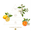 Scented Bar Soap Le bassin de Neptune