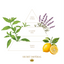 Gift Box of 3 Solid Soaps | No.2