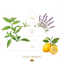 Gift Box of 3 Solid Soaps | No.2