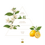 Gift Box of 3 Solid Soaps | No.2
